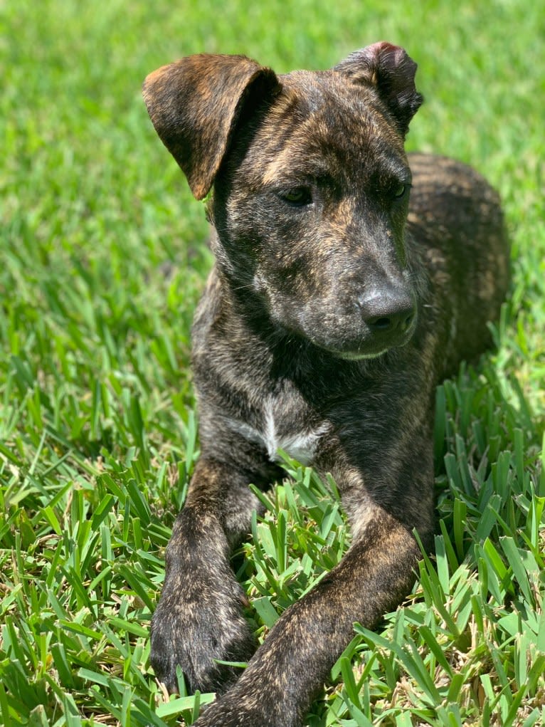 Ragu, an American Pit Bull Terrier and Siberian Husky mix tested with EmbarkVet.com