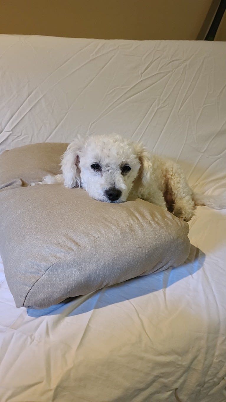 Lilo, a Poodle (Small) tested with EmbarkVet.com
