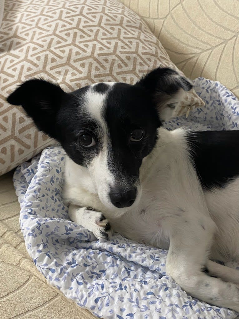 Merry, a Japanese or Korean Village Dog tested with EmbarkVet.com