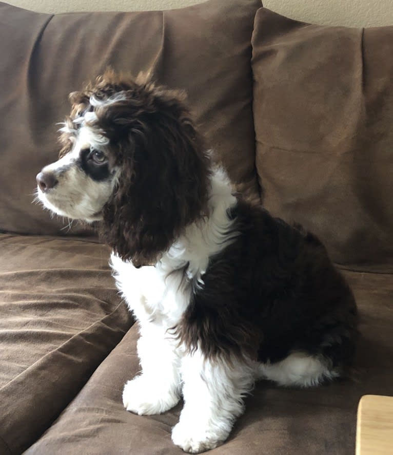 Archie, a Cocker Spaniel tested with EmbarkVet.com