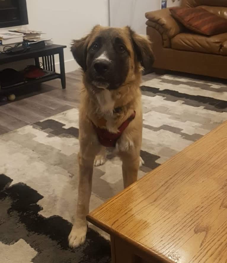 Juno, a Saint Bernard and German Shepherd Dog mix tested with EmbarkVet.com