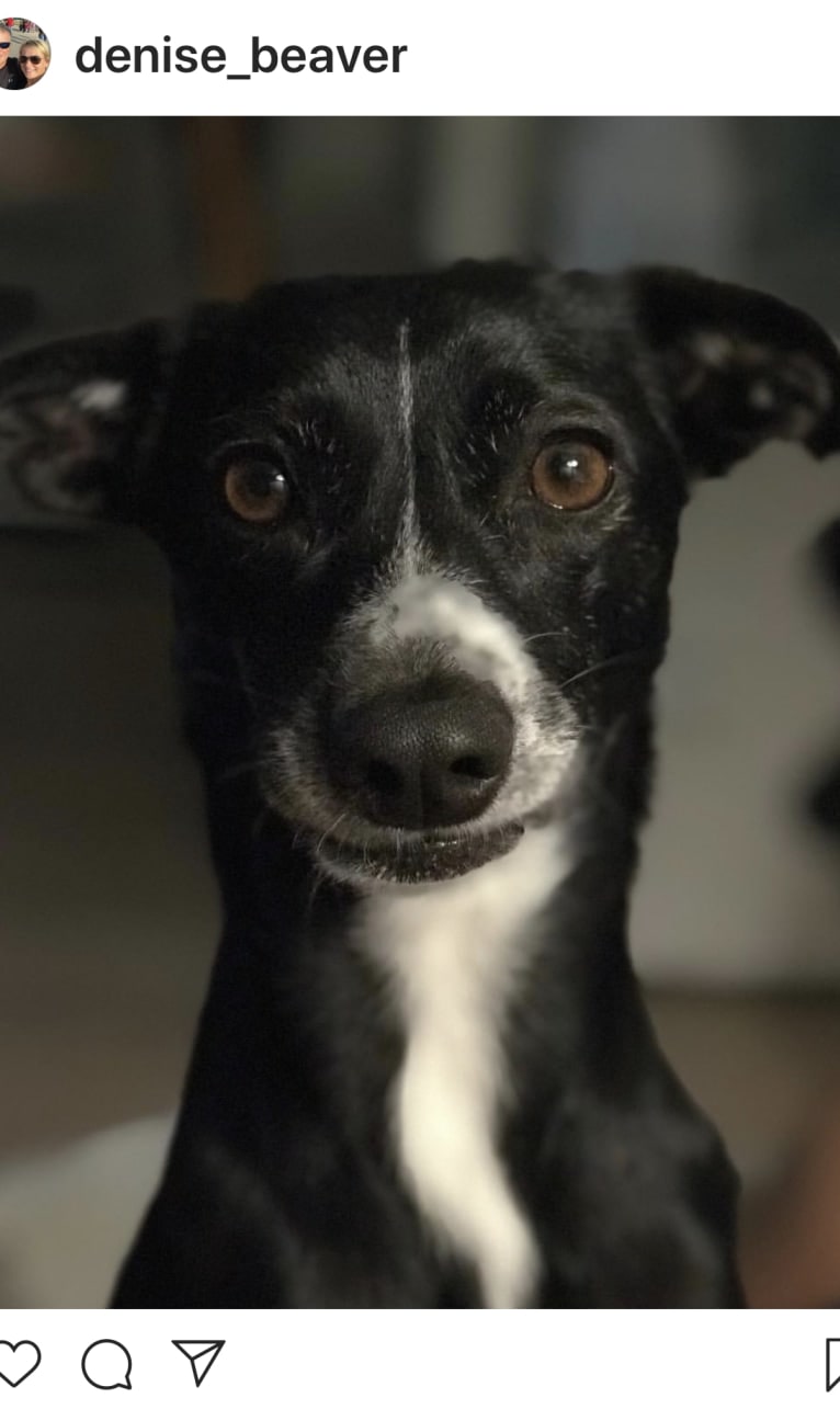 Izzy, a Chihuahua and American Eskimo Dog mix tested with EmbarkVet.com