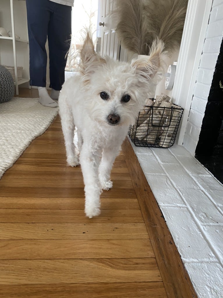 Buca, a Poodle (Small) and Pekingese mix tested with EmbarkVet.com