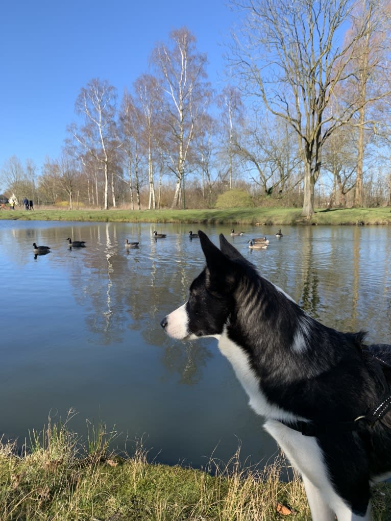 Koko, an Alaskan-type Husky and Border Collie mix tested with EmbarkVet.com