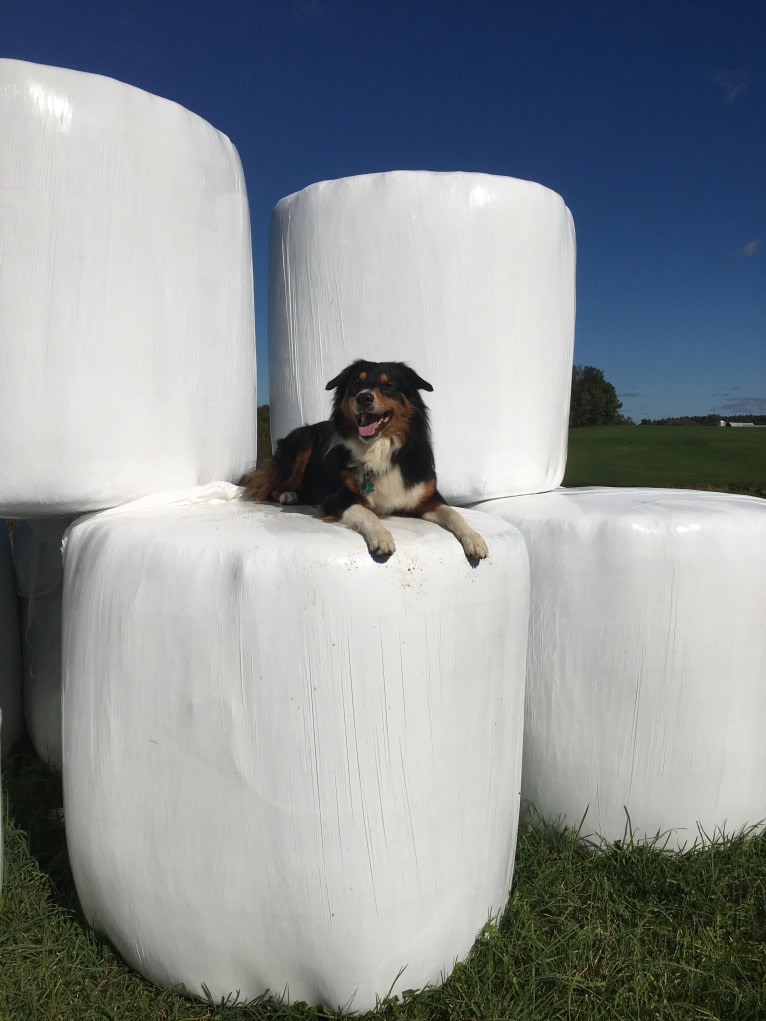 Teddy, an English Shepherd tested with EmbarkVet.com