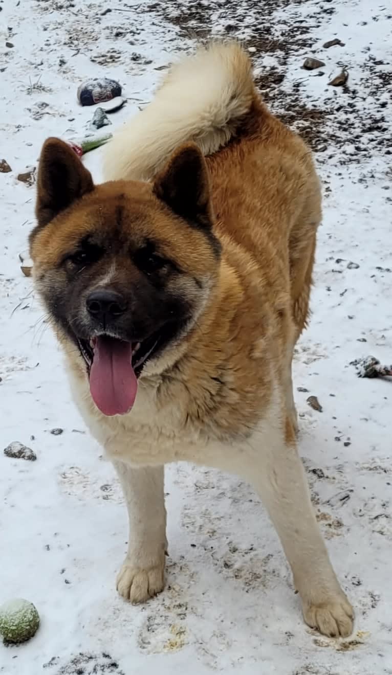 Geena, an Akita tested with EmbarkVet.com