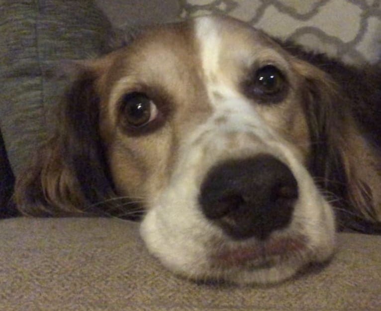 Luna, an English Springer Spaniel and Australian Shepherd mix tested with EmbarkVet.com