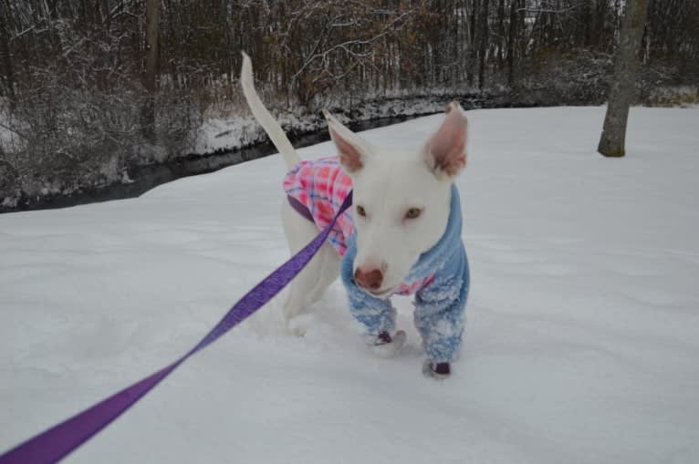 Shakira, an American Village Dog tested with EmbarkVet.com