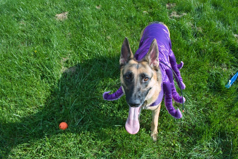 Lyra, a German Shepherd Dog tested with EmbarkVet.com