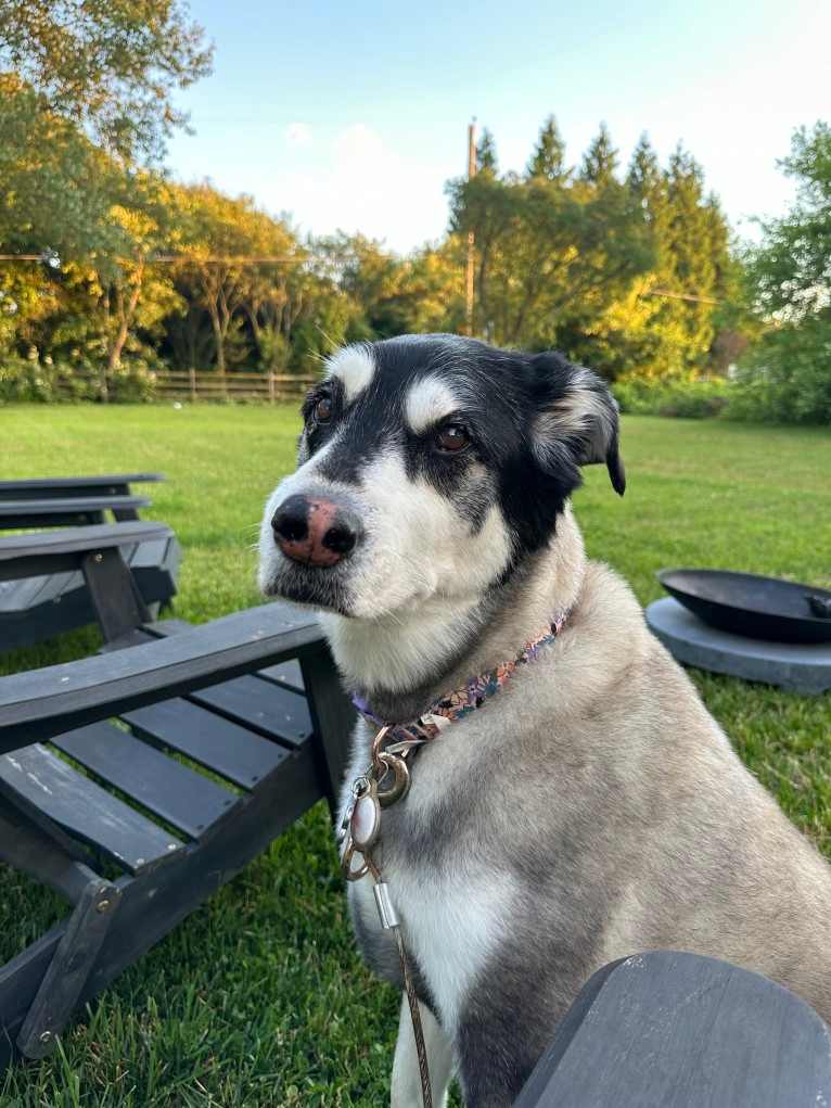 Keira, an Alaskan Malamute and Siberian Husky mix tested with EmbarkVet.com