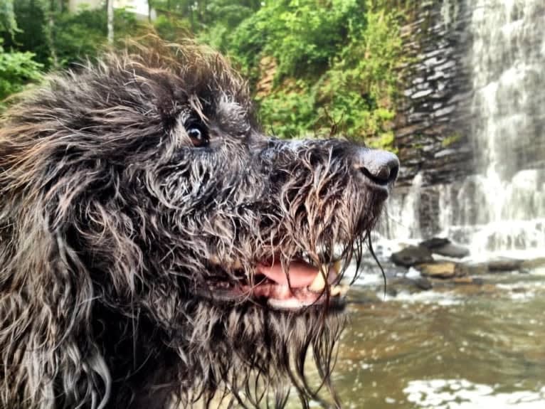 Buckley, a Labradoodle tested with EmbarkVet.com