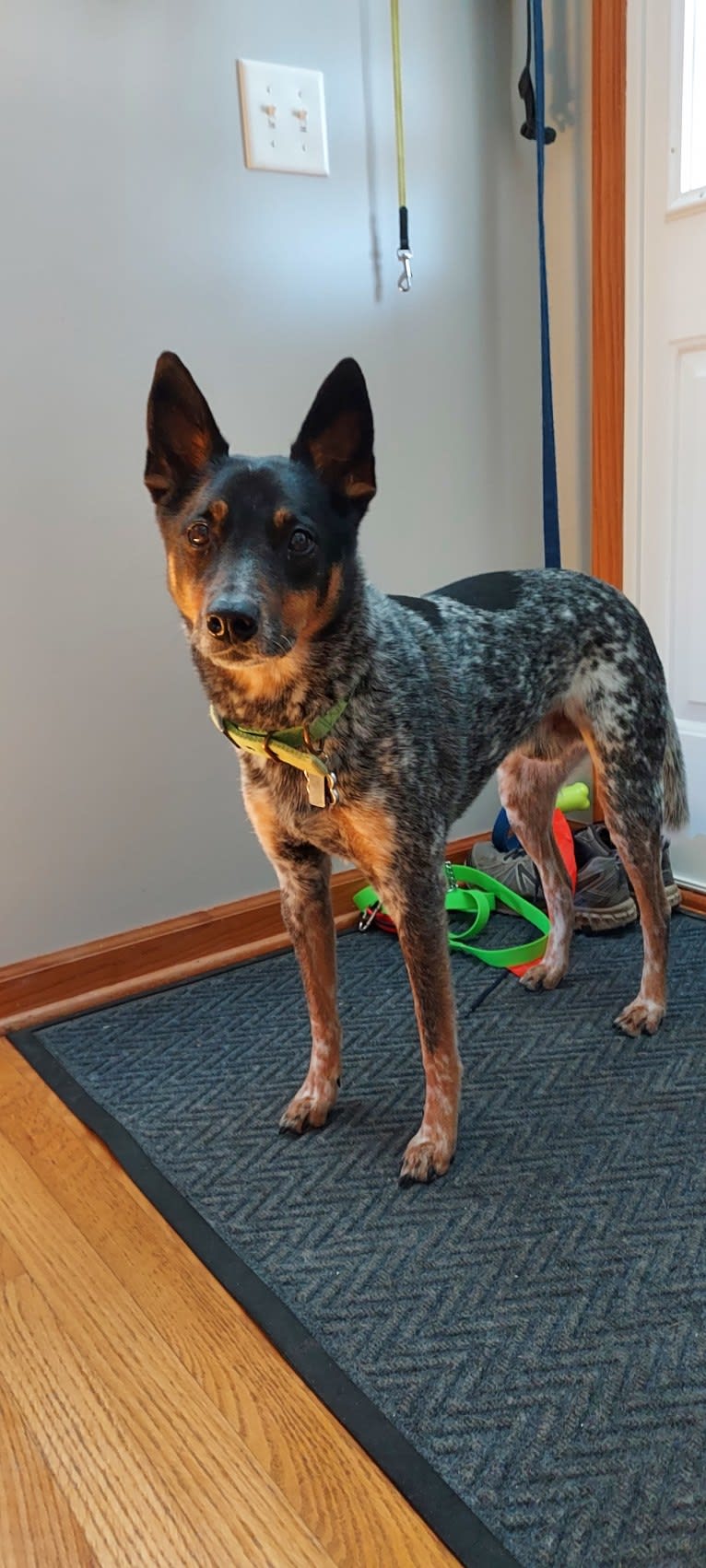 Whoppers, an Australian Cattle Dog tested with EmbarkVet.com