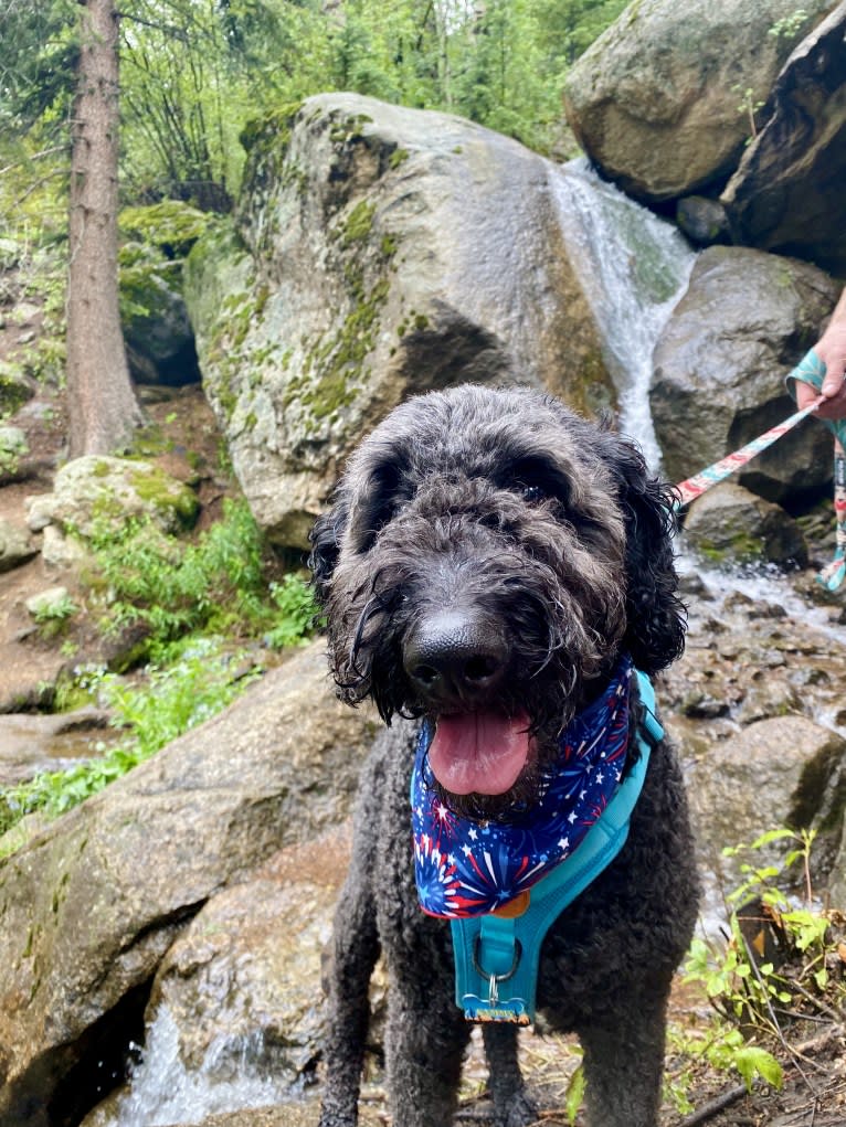 Sammy, a Goldendoodle tested with EmbarkVet.com