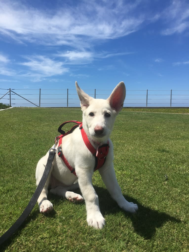 Bella, a German Shepherd Dog tested with EmbarkVet.com