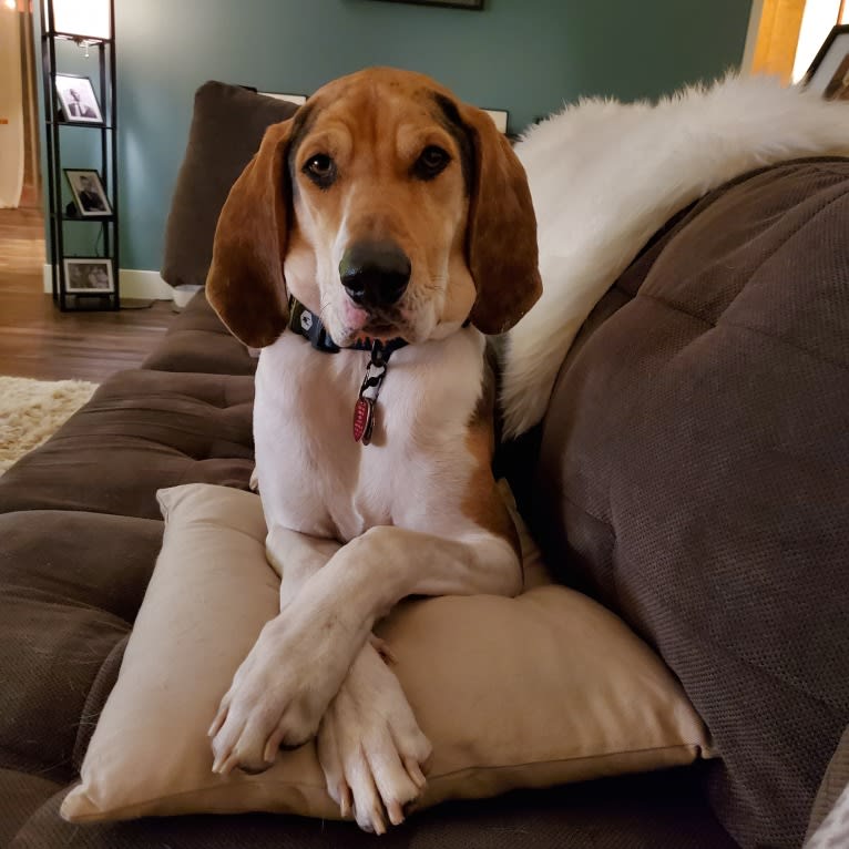 Finn, an American Leopard Hound tested with EmbarkVet.com