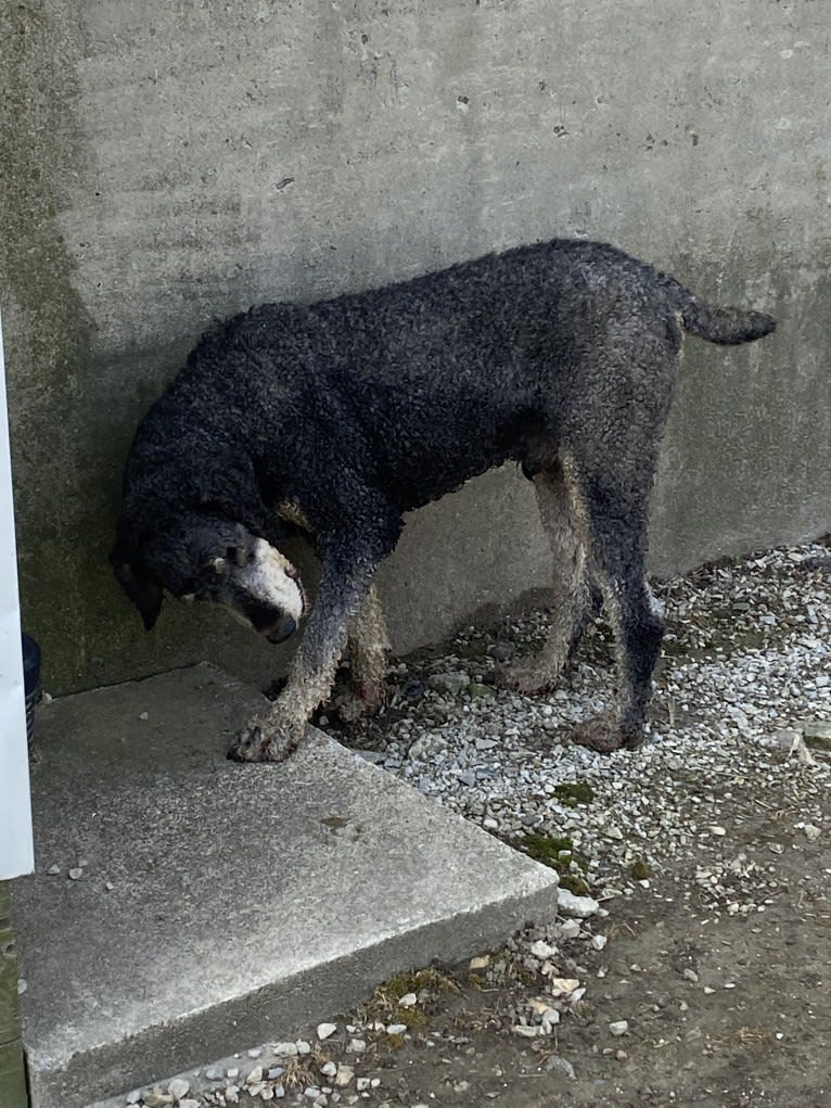 Hank, a Poodle (Standard) tested with EmbarkVet.com