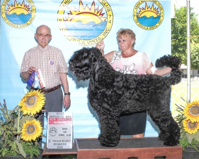 Greg, a Black Russian Terrier tested with EmbarkVet.com