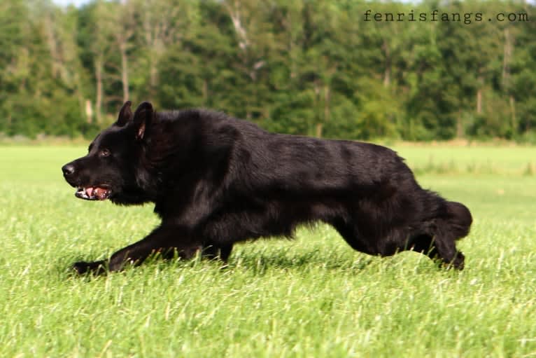 DARYUN, a German Shepherd Dog tested with EmbarkVet.com