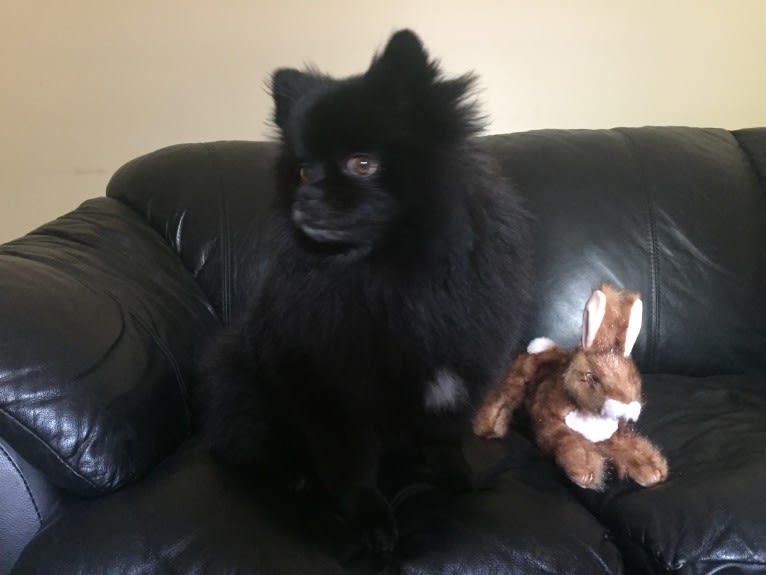 Marlin, a Pomeranian tested with EmbarkVet.com