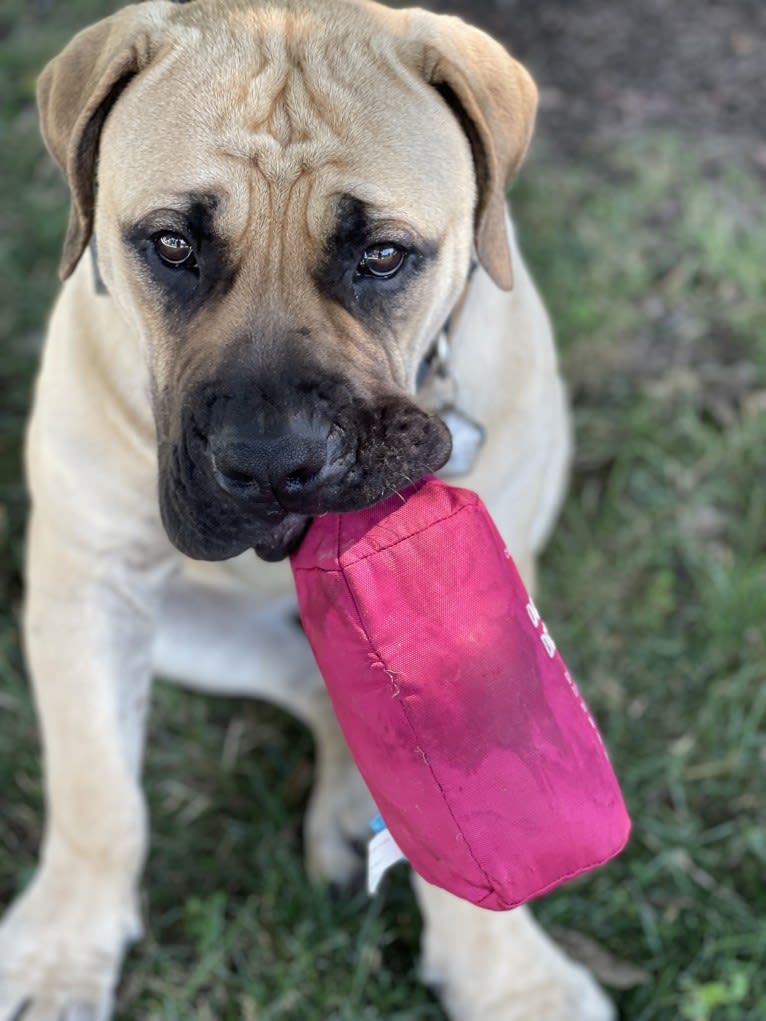 Gobi Boland, a Boerboel tested with EmbarkVet.com