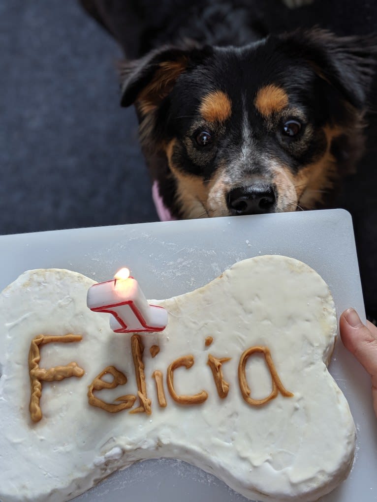 Felicia, a Chow Chow and Doberman Pinscher mix tested with EmbarkVet.com