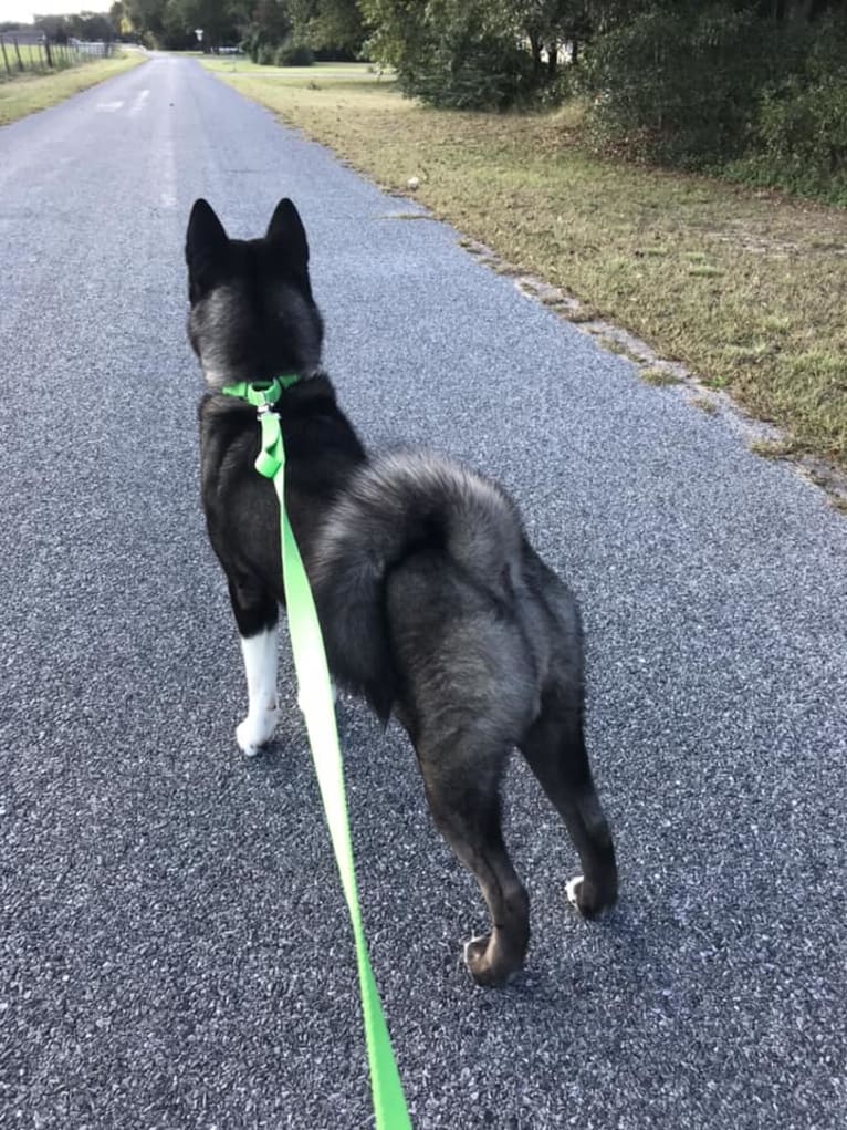 Aengus, an Akita tested with EmbarkVet.com