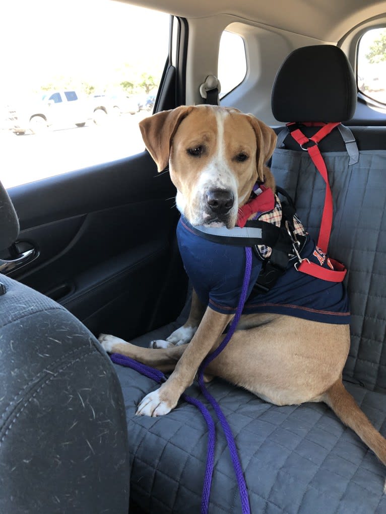 Byron, an American Pit Bull Terrier and Labrador Retriever mix tested with EmbarkVet.com