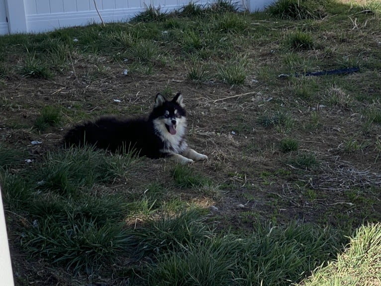 Smith, a Pomsky tested with EmbarkVet.com