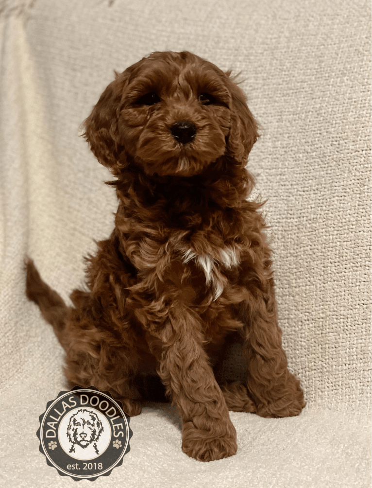 Tucker, a Goldendoodle tested with EmbarkVet.com