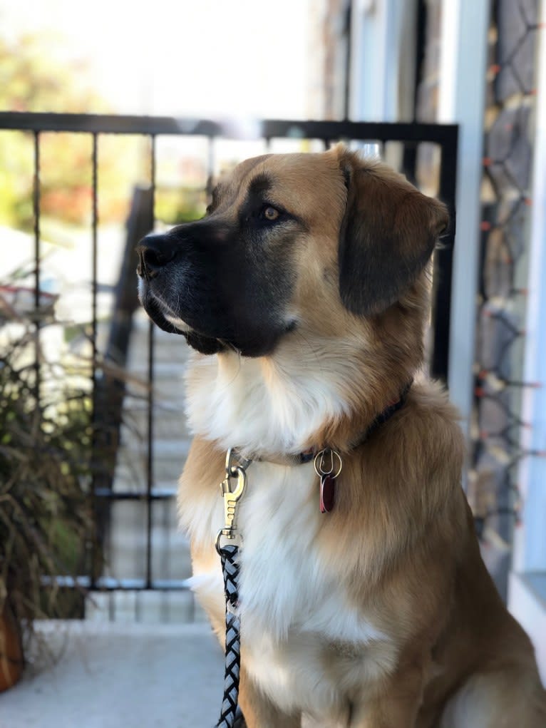 Jordy, an American Pit Bull Terrier and Great Pyrenees mix tested with EmbarkVet.com