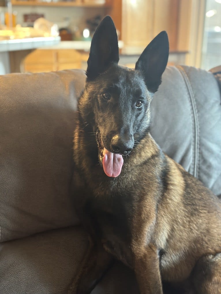 Bandit, a Belgian Shepherd tested with EmbarkVet.com