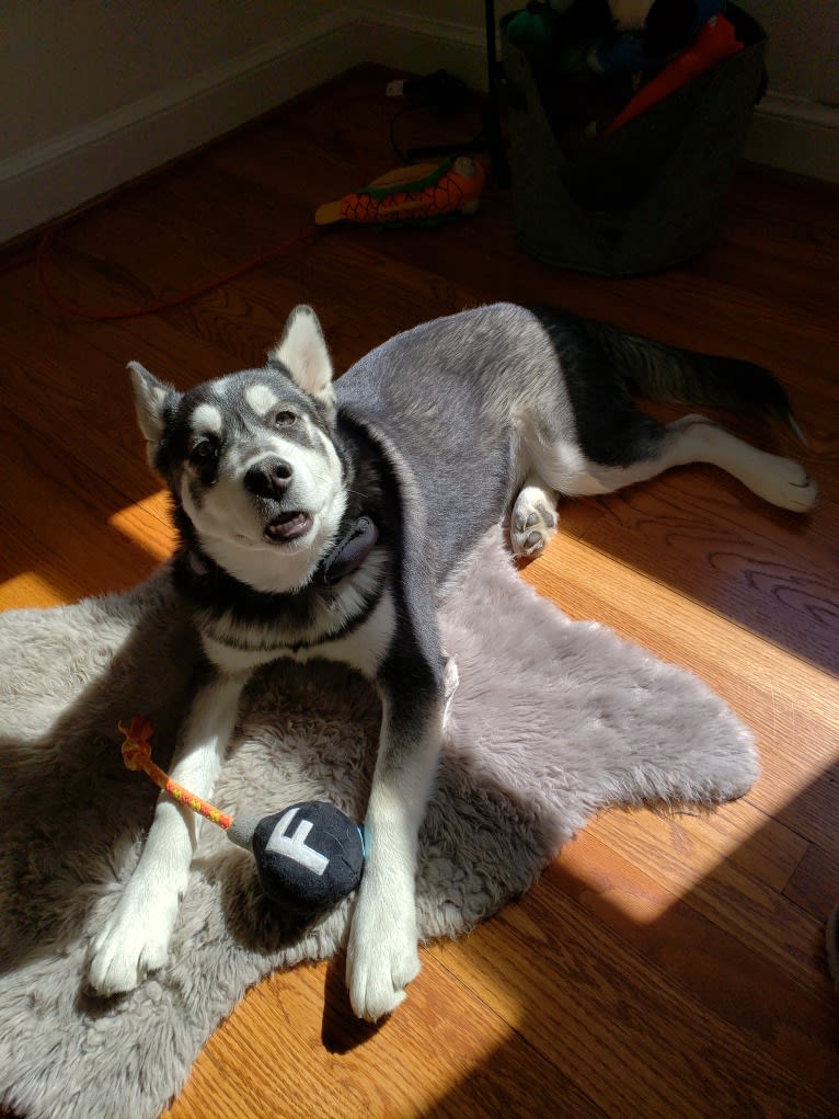 Rocket, a Siberian Husky and Alaskan Malamute mix tested with EmbarkVet.com