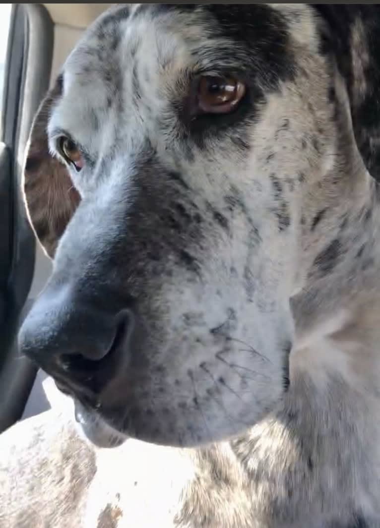 Nick, a Great Dane and Boxer mix tested with EmbarkVet.com