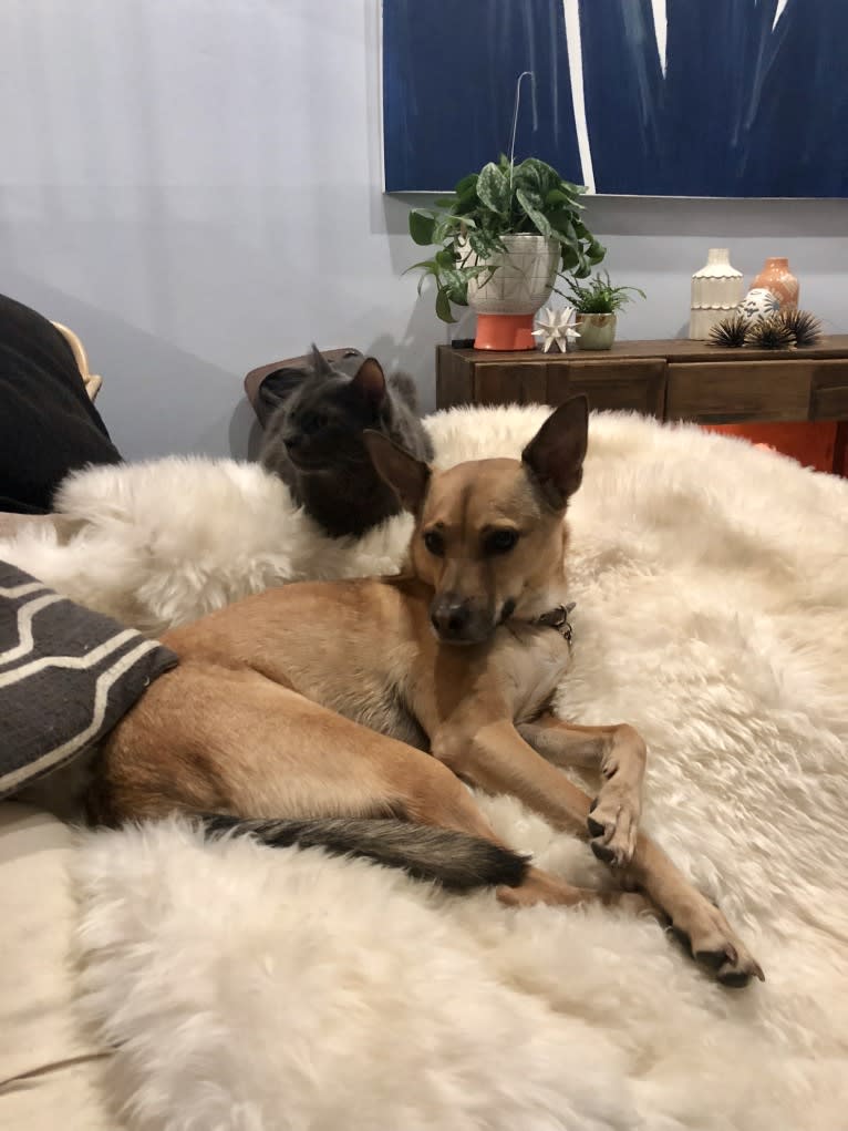 Jolie, a Chihuahua and Siberian Husky mix tested with EmbarkVet.com
