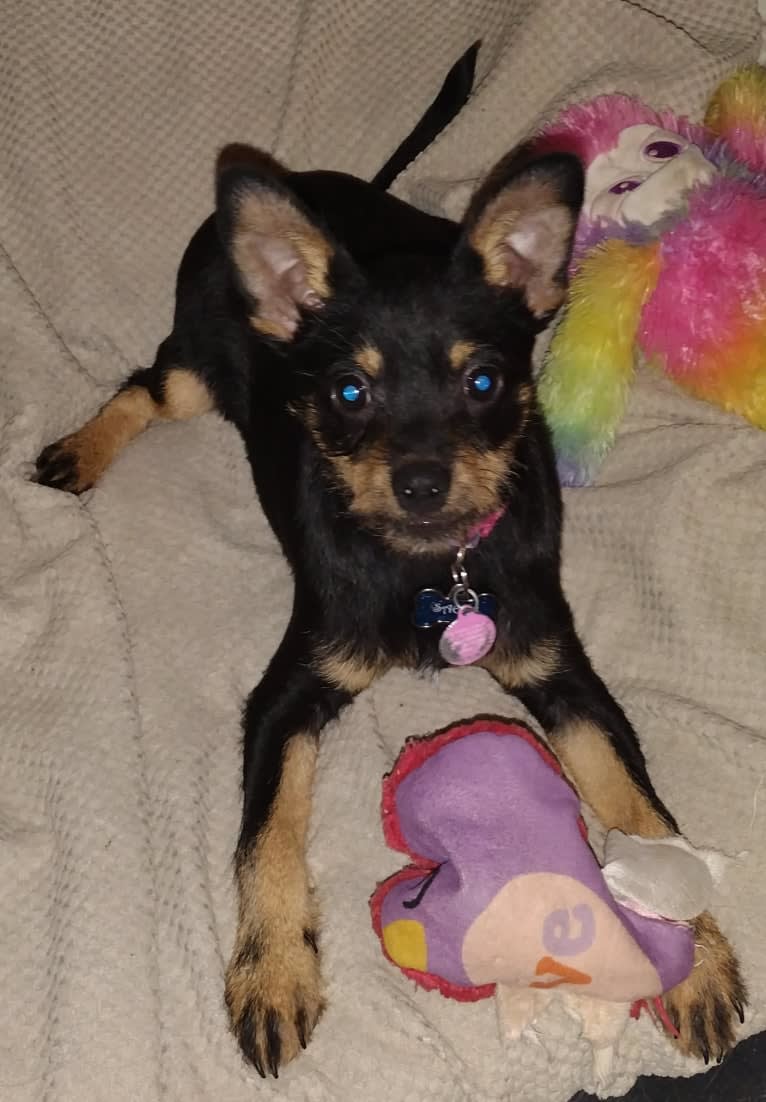 Saejin, a Chihuahua and Rat Terrier mix tested with EmbarkVet.com