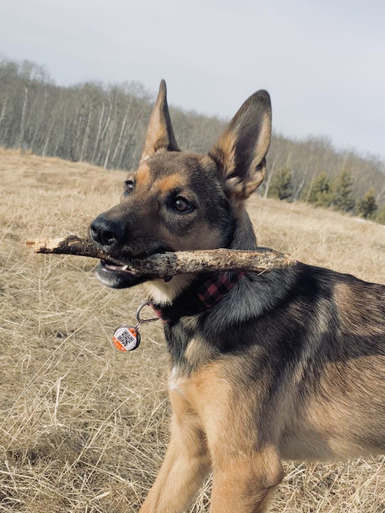 Alemã, a German Shepherd Dog and Australian Cattle Dog mix tested with EmbarkVet.com