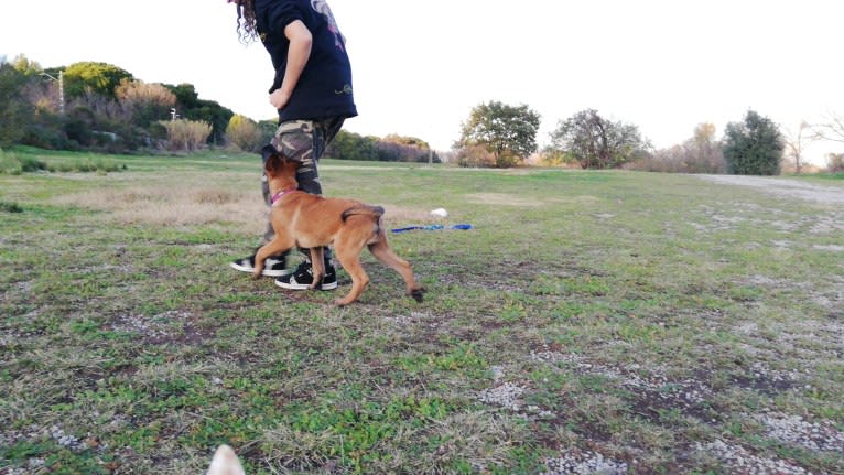 Kylar (PsychoKiller d'Hélitesport), a Belgian Shepherd tested with EmbarkVet.com