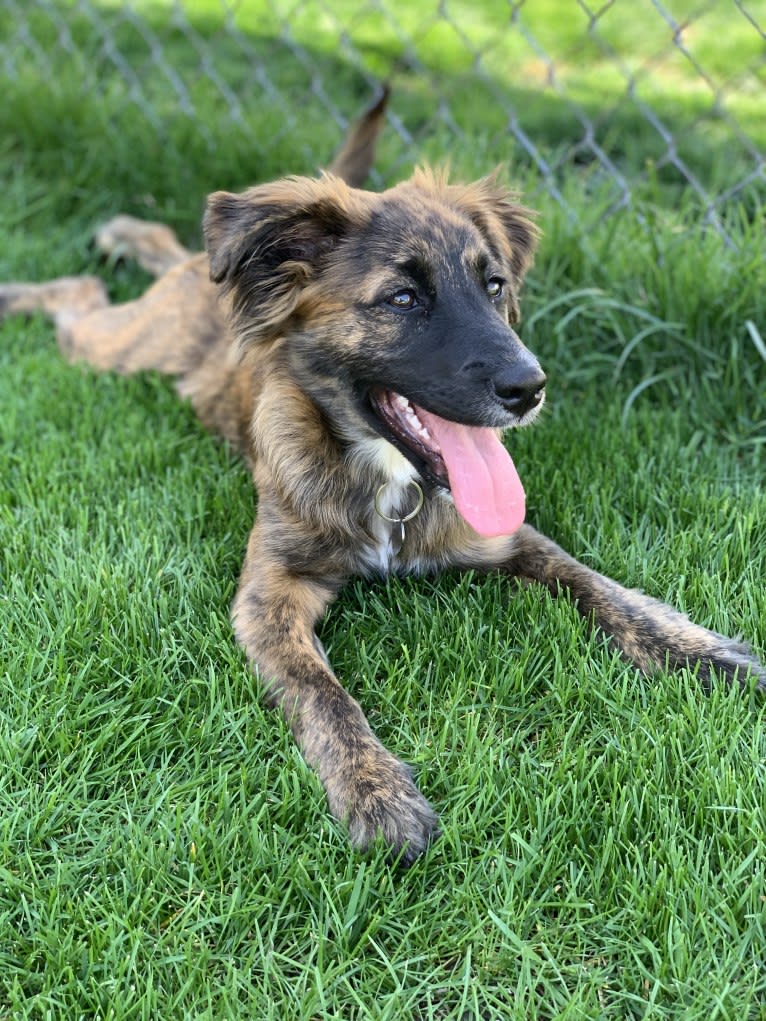 Emmy, an Australian Cattle Dog and Cocker Spaniel mix tested with EmbarkVet.com