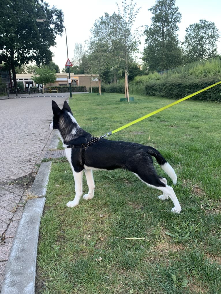 Koko, an Alaskan-type Husky and Border Collie mix tested with EmbarkVet.com