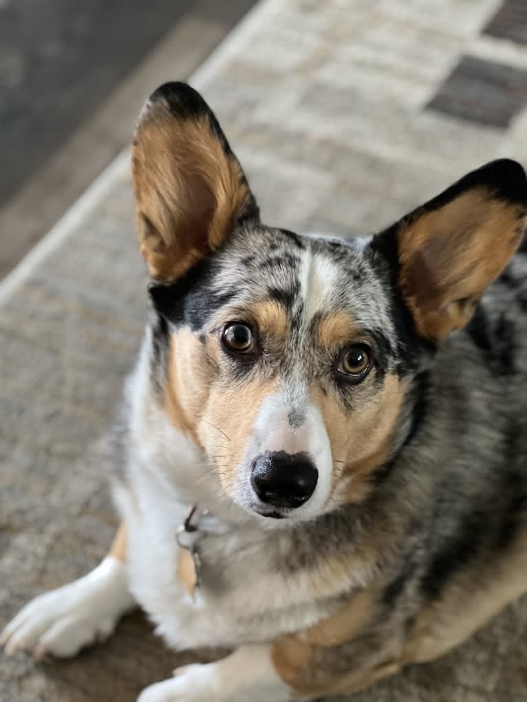 Corky, a Pembroke Welsh Corgi and Dachshund mix tested with EmbarkVet.com