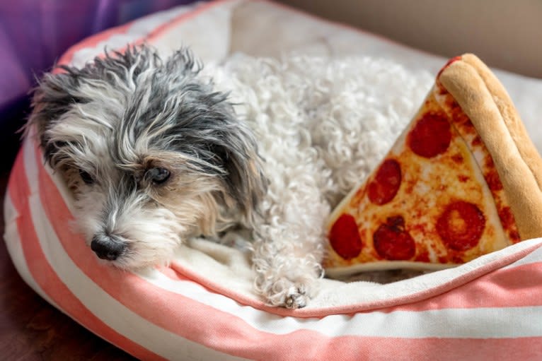 Pepper, a Maltese and Bichon Frise mix tested with EmbarkVet.com