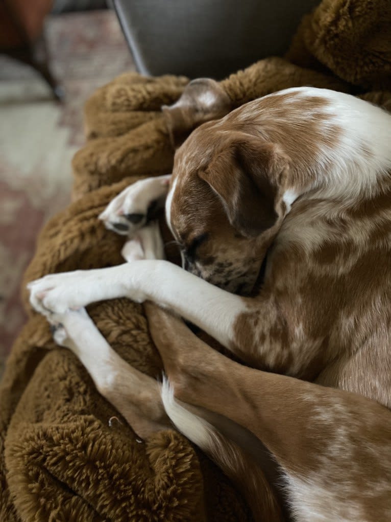 Olive, a Great Dane and Great Pyrenees mix tested with EmbarkVet.com