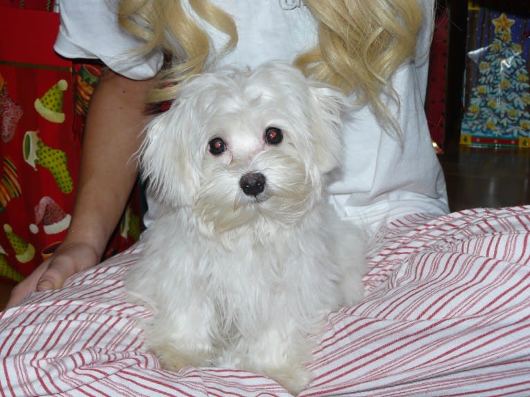 Shaboobalabooby “Boo” Elliott Peabody Minimus, a Maltese tested with EmbarkVet.com