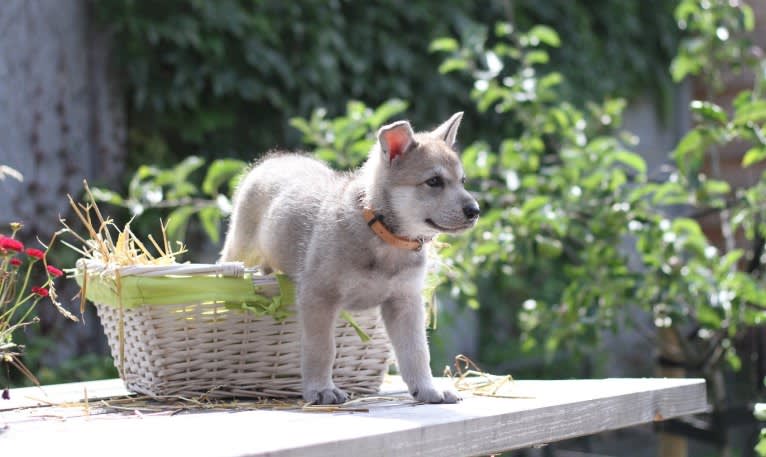 Tala, a Saarloos Wolfdog tested with EmbarkVet.com