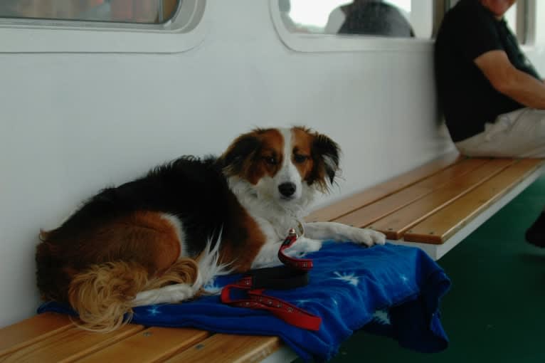 Turbo, an English Setter and Brittany mix tested with EmbarkVet.com