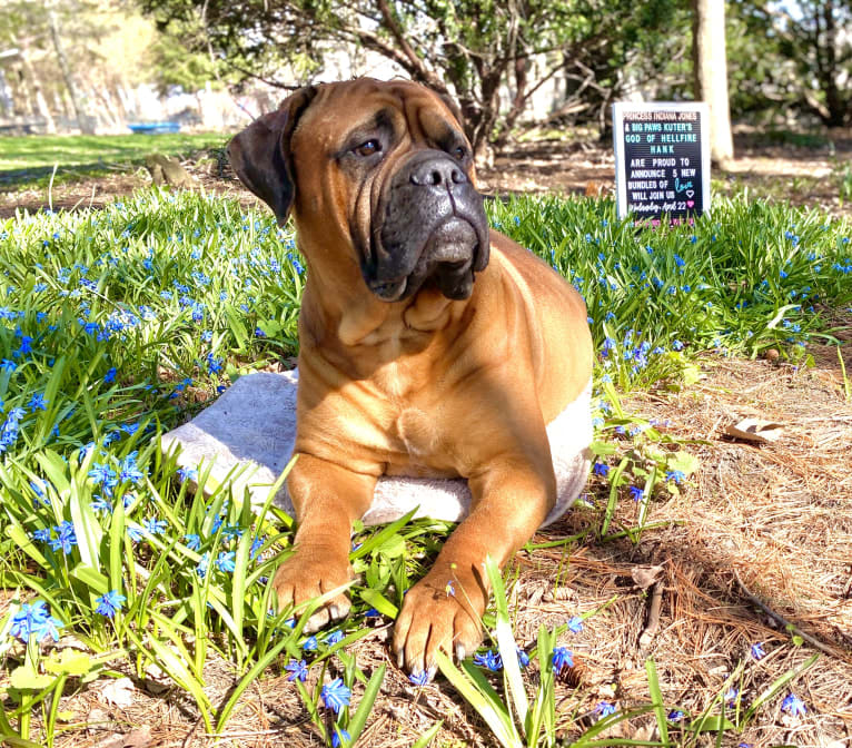 Indiana Jones, a Bullmastiff tested with EmbarkVet.com