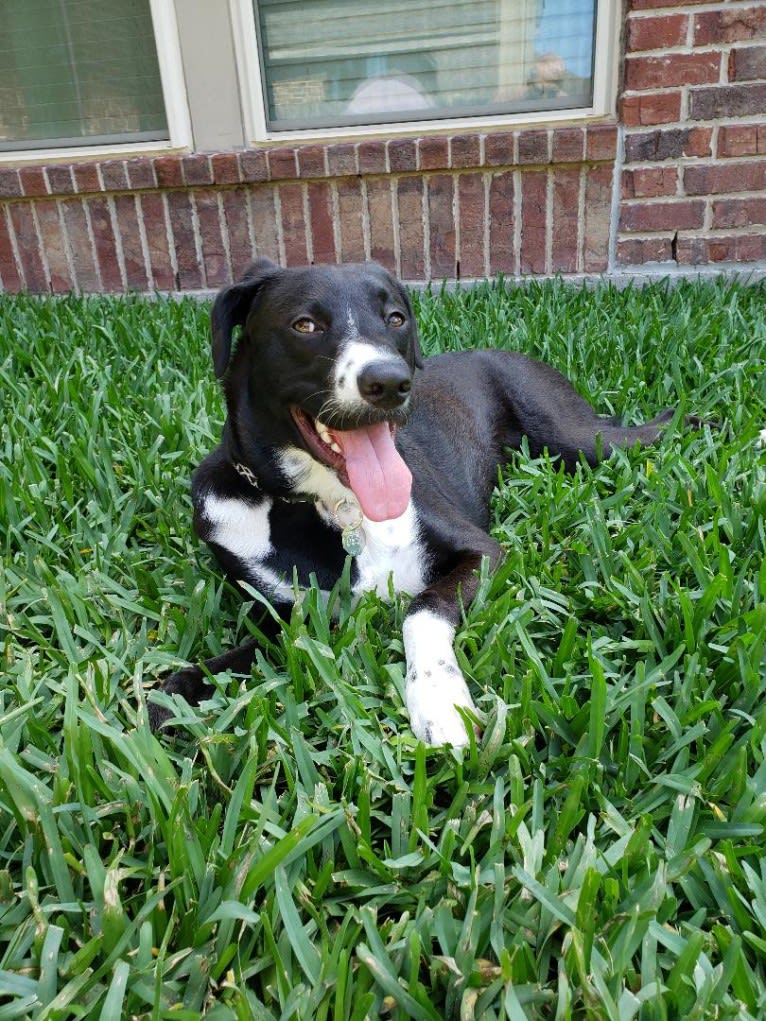 JoJo, an American Pit Bull Terrier and Labrador Retriever mix tested with EmbarkVet.com