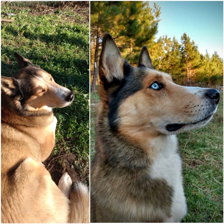 Kai, a Shetland Sheepdog and Siberian Husky mix tested with EmbarkVet.com