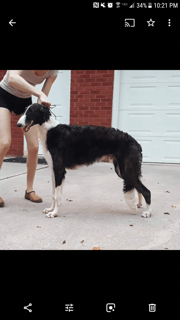 Dante, a Borzoi tested with EmbarkVet.com