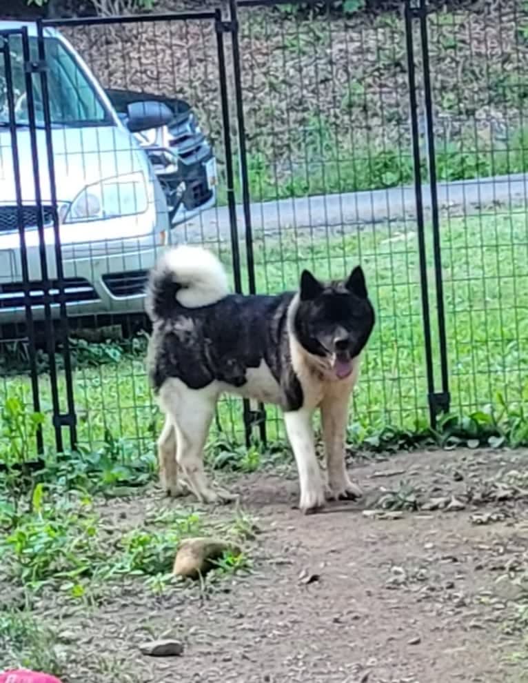 Casey, an Akita tested with EmbarkVet.com